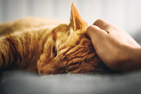 Rudy kot leży i jest głaskany po głowie