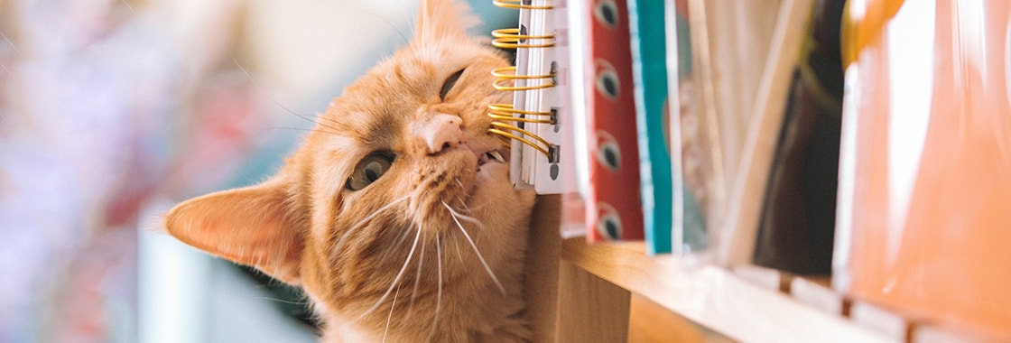 Rudy kot ociera się o drewniany regał z książkami