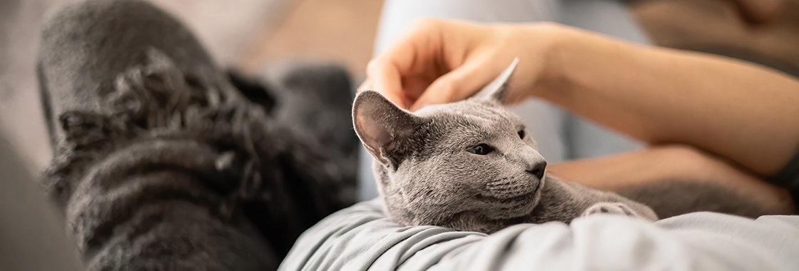 Opiekun trzyma kota w ramionach i głaszcze go po głowie