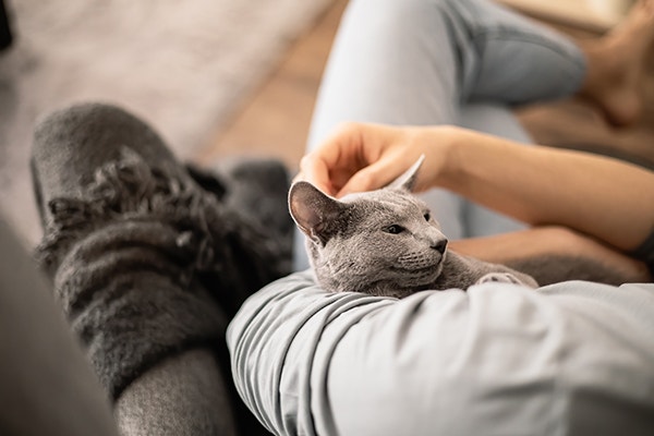 Opiekun trzyma kota w ramionach i głaszcze go po głowie