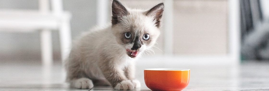 Oblizujący się mały kotek stoi obok pomarańczowej miseczki