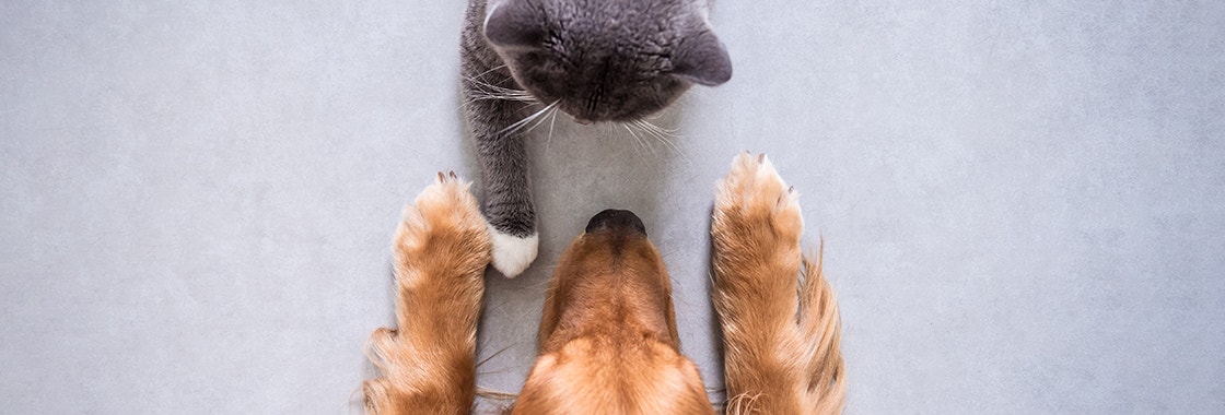 Szary kot i golden retriver leżą naprzeciwko siebie w niewielkim odstępie