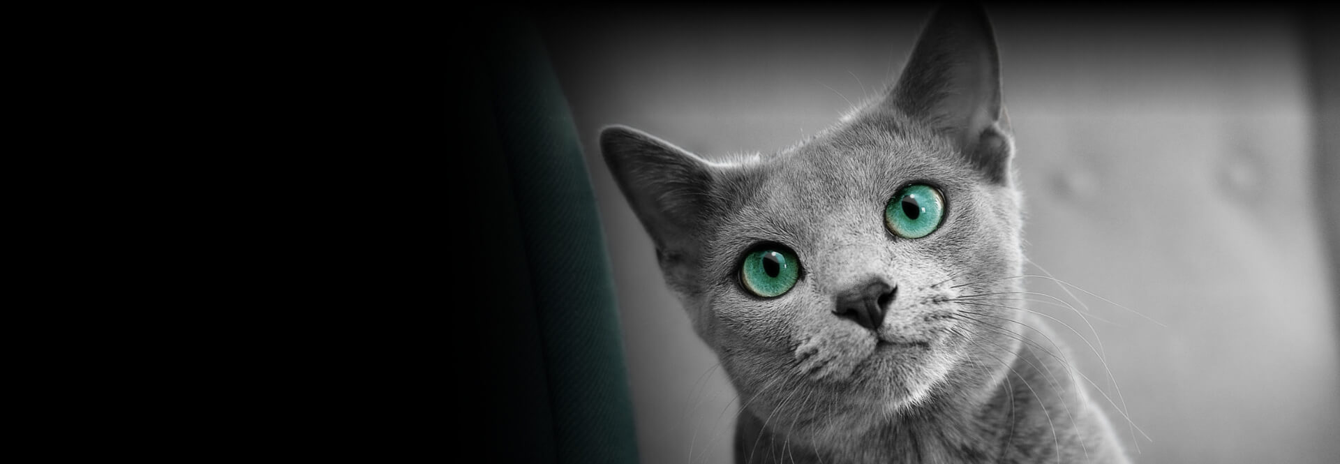 Koty zasługują na najlepsze