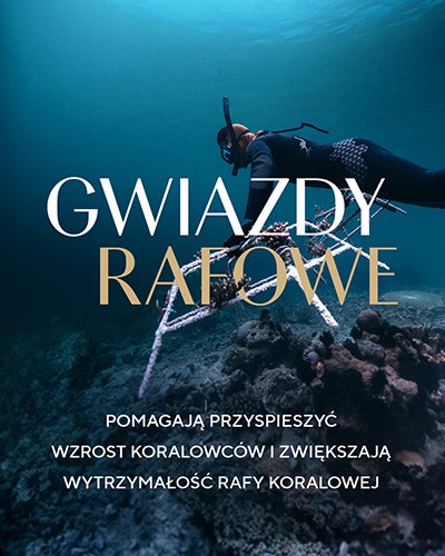 Gwiazdy Rafowe