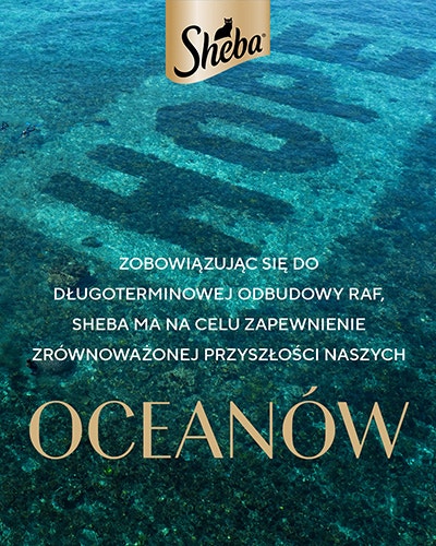 Oceanow