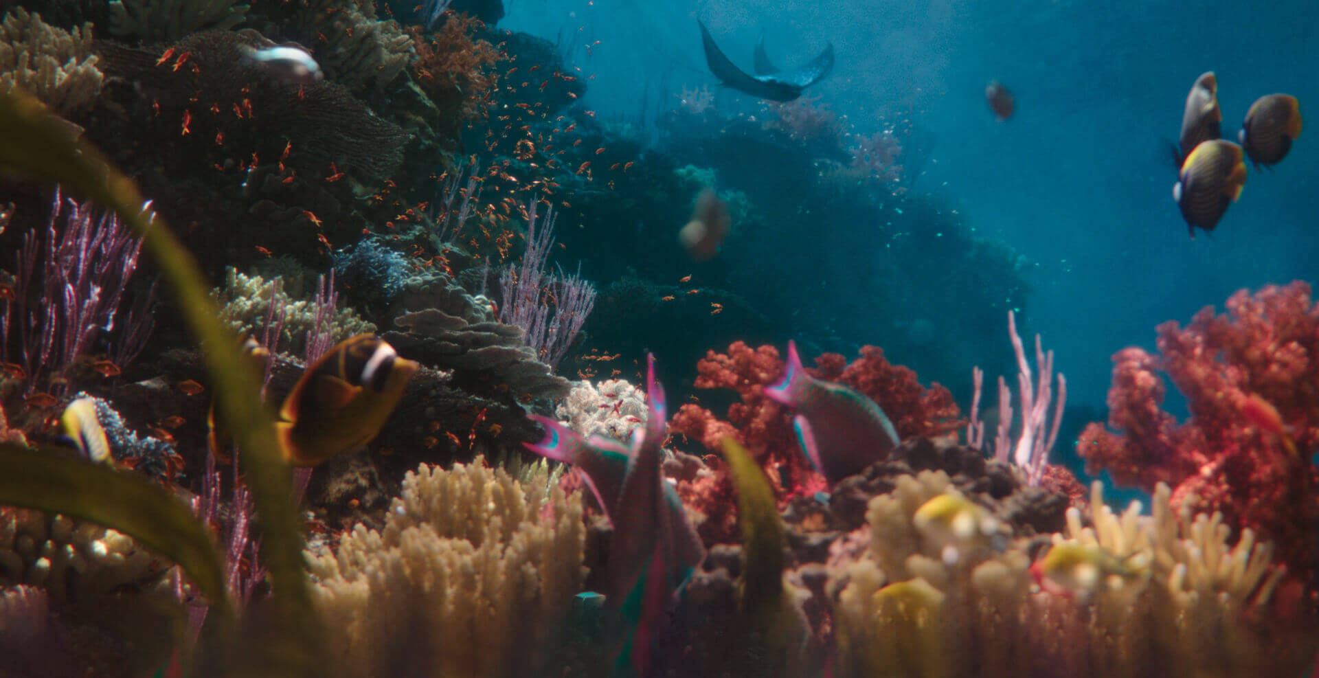 Coral Reef Restoration
