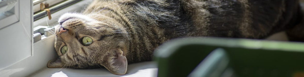 barf dla kota czy surowe mieso to naprawde najlepsze menu dla kota