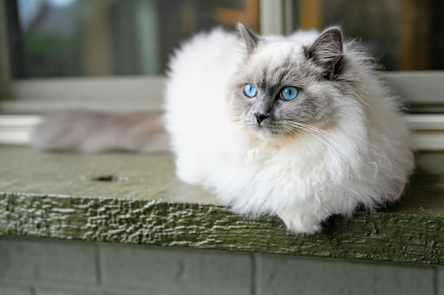 kot ragdoll