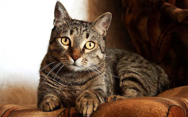 kot w paski leżący na brązowej kanapie